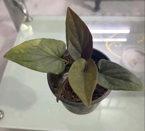 Black Money Plant Sweet Potato Vine