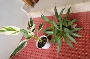 Pack 2 Moses in the Cradle &amp; Never ..Plant