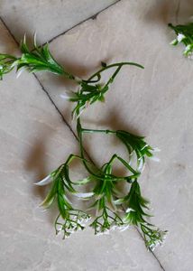 Two Different Hanging Creepers