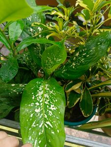 6 Variegated  Plants