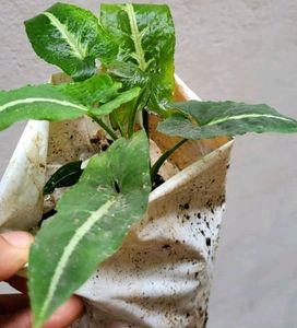 Beautiful ❤️ SYNGONIUM WENDLANDII plant