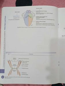 human Anatomy Workbook Volumes 5 &amp; 6