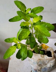 Pack 2 Tulsi &amp; Ctenanthe pilosa Plant 🪴