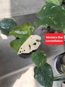 Monstera Thai Constellation Plant