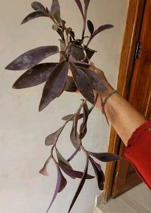 3 Set Pandanus veitchii &amp; Never.. &amp;Purple Heart pl
