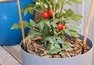 Tomato Seeds