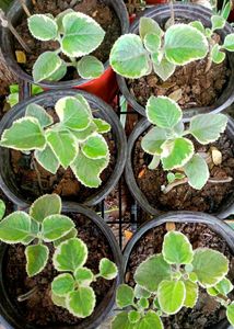 Mexican mint plant