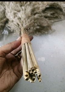 Dried Pampass Grass