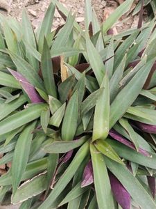 Rhoeo Plant, Scientific name -Tradescantia