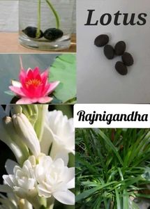 Big Bundle Of Plants And Seeds