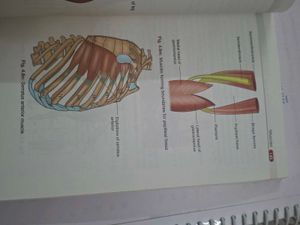 BD Chaurasia's Anatomy Handbook