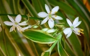 Chlorophytum laxum.🌱plants