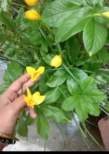 Best Summer 3Yellow Rain Lily Flowers Bulbs