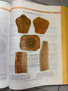 Parasitology Textbook - KD Chatterjee