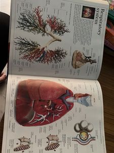 DK Ultimate Visual Dictionary