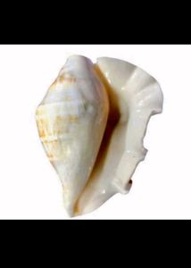 Exotic Seashell Decor