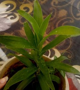 Dracaena Indoor Air Purifier Plant