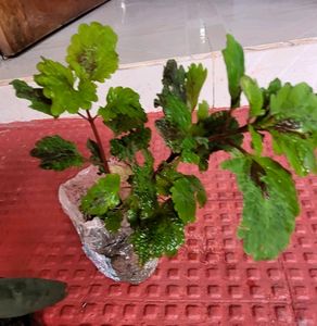 Set 4 Plectranthus Nitidus,Diffenchie,Purple Heart
