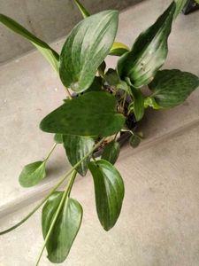 Assorted Potted Plants Bundle