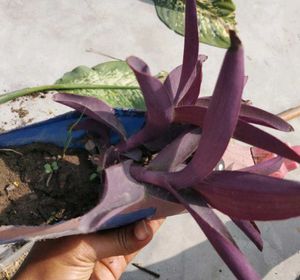 Purple Heart Plant