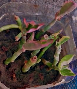 Combo Of 4 Plants