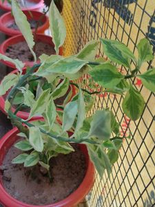 Variegated Devil's Backbone Plant