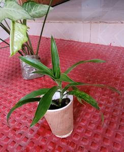 Pack 2 Callisia Fragrans&amp; Arrowhead Plants &amp; pot