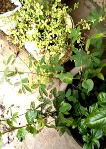 Vibrant Green Live Plants
