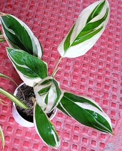 Pack 3 Dracaena Red Ruby &amp; Pandanus veitchii &amp; Nev