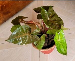 arrowhead Vine Plant🌵&amp; Pot