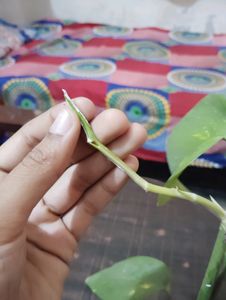 Glass Bottles With rooted Money Plant