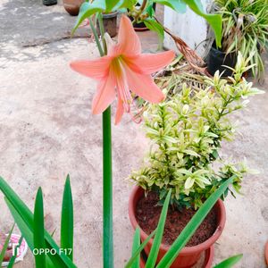 Two Colours Summer Lily Bulb, Red And Peach