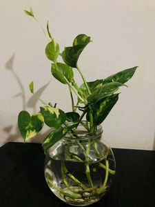 🔟Money Plants 🪴💰🚨