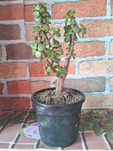 Lucky Jade Plant