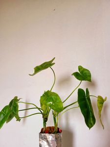 Philodendron Burle Marx Plant [M-L]