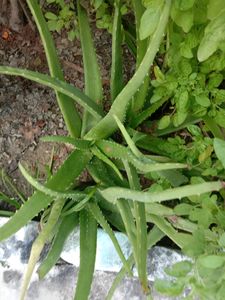 Healthy Aloe Vera Plant
