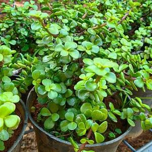 Diwali 🎇 offer Four combo flower plant