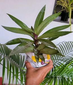 Moses in the Cradle Plant 🪴