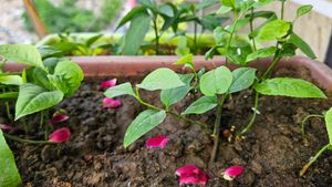 Healthy Belpatra Plant 🪴 (pack of 10 )