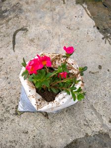 10 "0 clock Live Plant
