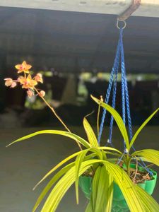 orchid