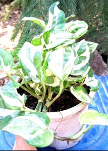 Combo Plants