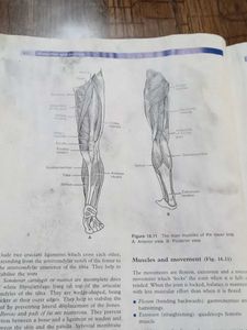 Anatomy &amp; Physiology By Ross &amp; Wilson