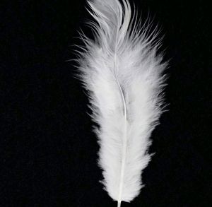 1 Packet of White Multi-Purpose Craft Feathers