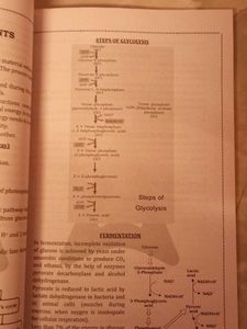 Biology Hand Book for Quick Revision