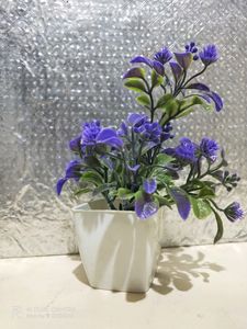 Beautiful ☘️☘️ Plant
