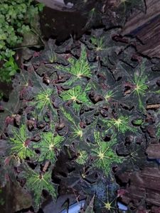 Combo Plants