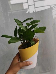 ZZ Plant In Self Watering Pot