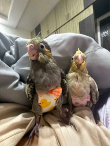 🐦Birds Cute Baby Diapers - Pack of 4🐦