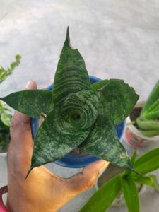 Combo Of 3 Exotic plant ☘️